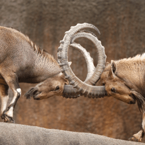 Zwei Steinböcke tragen einen Konflikt aus